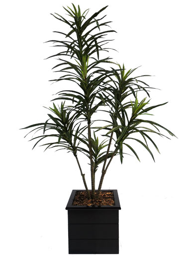 Dracena Marginata (com 1,20 m De Altura) - Cod. 92599