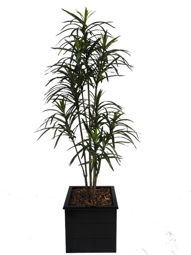 Dracena Marginata (com 1,50 m De Altura) - Cod. 92605